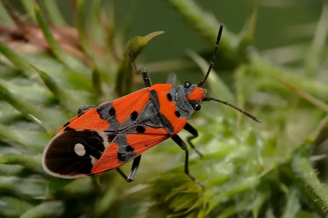Lygaeus equestris/simulans