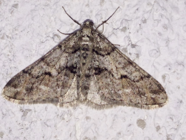 Agriopis leucophaearia - tölgy-tavasziaraszoló