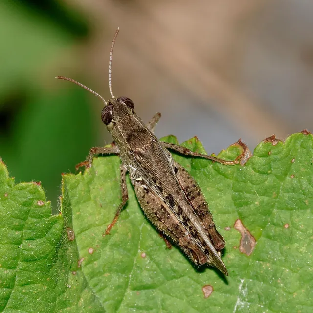 Calliptamus italicus - olaszsáska