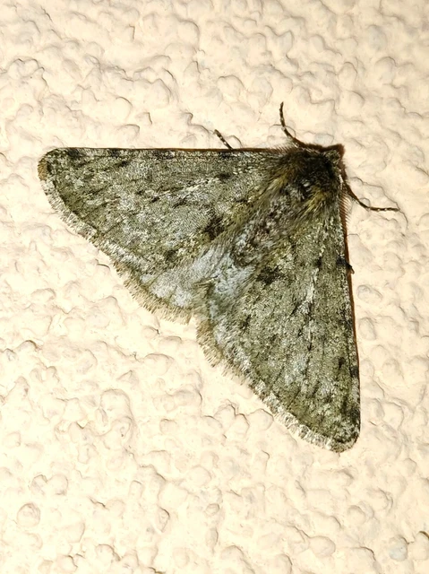 Apocheima pilosaria - zöldes tavasziaraszoló