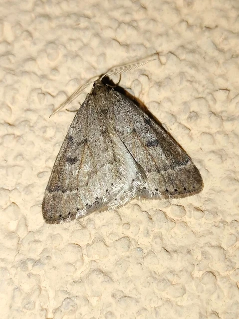 Theria rupicapraria - tavaszi kökényaraszoló