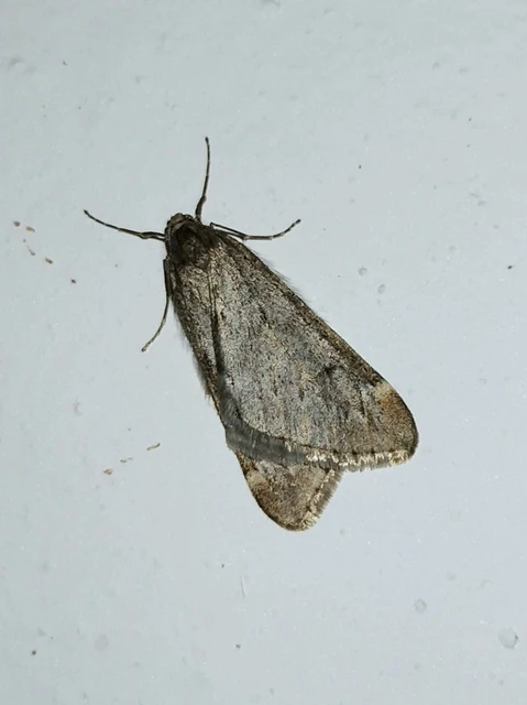 Alsophila aescularia - vadgesztenye-araszoló