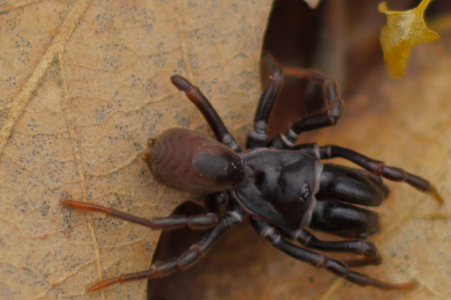 Atypus