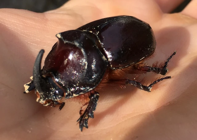 Oryctes nasicornis - orrszarvú bogár