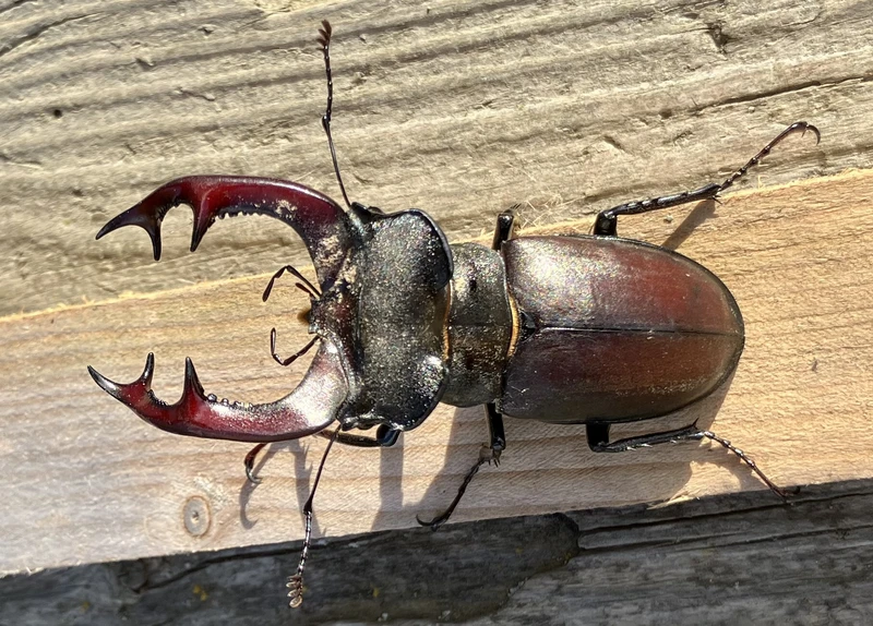 nagy szarvasbogár - Lucanus cervus