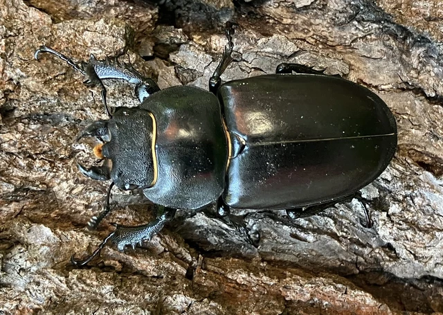 Lucanus cervus - nagy szarvasbogár
