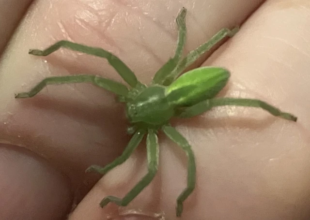 Micrommata virescens - hunyópók