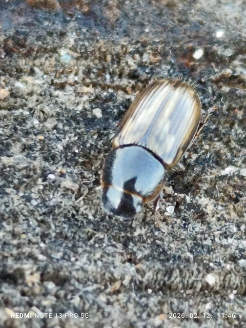 Aphodius prodromus - sárgalábú trágyabogár