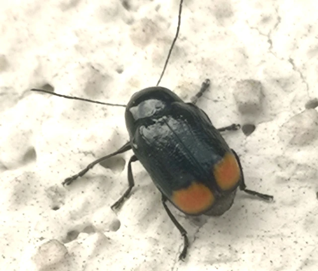 Cryptocephalus biguttatus