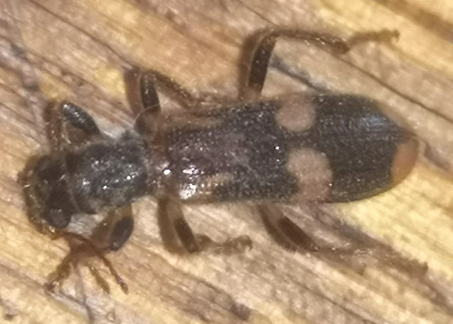 Opilo mollis - közönséges szúfarkas