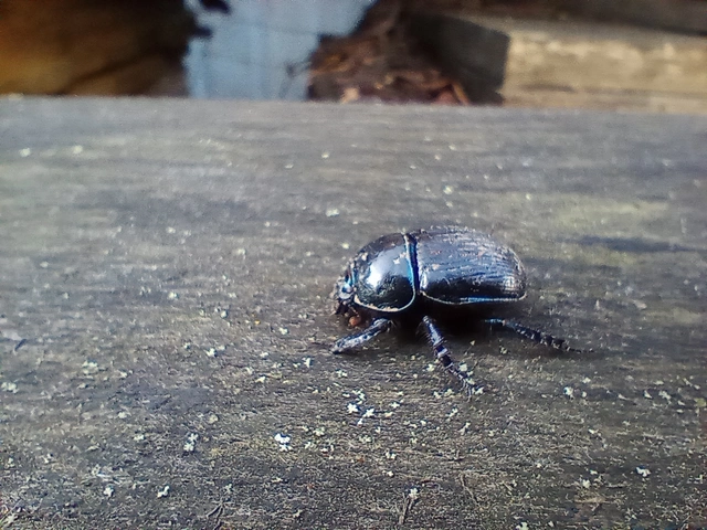 Geotrupes spiniger - közönséges álganéjtúró