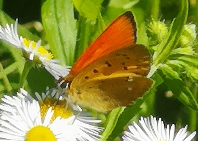 Lycaena virgaureae - arany-tűzlepke