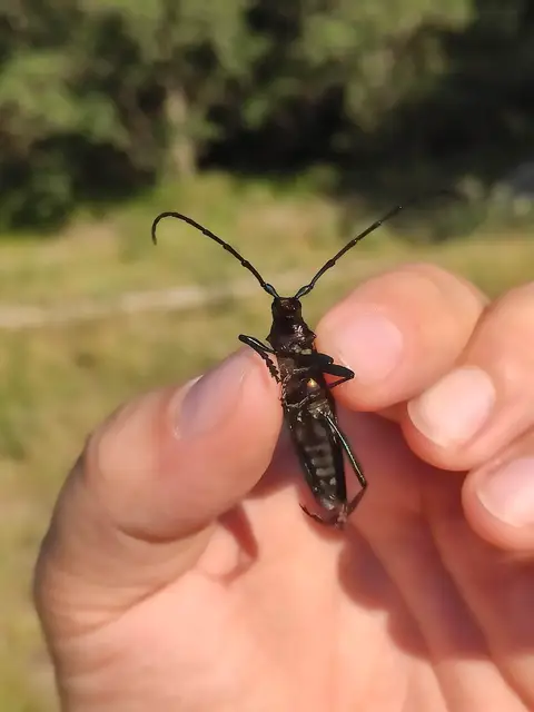 Aromia moschata - pézsmacincér