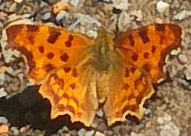 Nymphalis c-album - C-betűs lepke