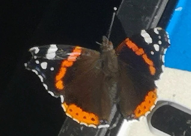 Vanessa atalanta - atalantalepke