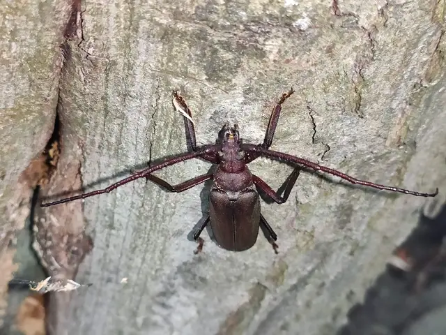 Aegosoma scabricorne - diófacincér
