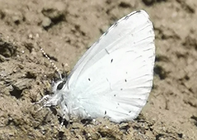 Celastrina argiolus - bengeboglárka