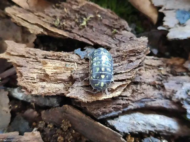Armadillidium vulgare - szürke gömbászka