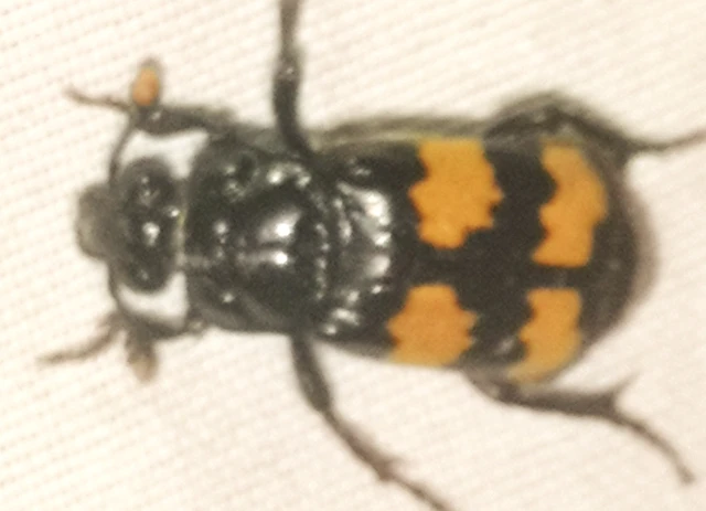 Nicrophorus interruptus - sárgaszőrű temetőbogár