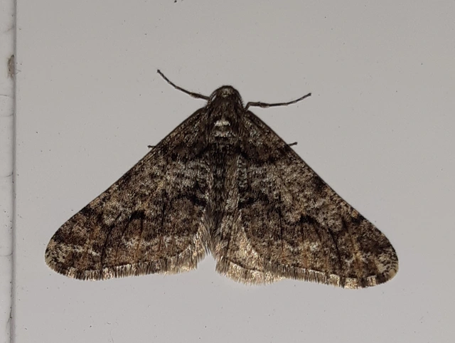 Agriopis leucophaearia - tölgy-tavasziaraszoló