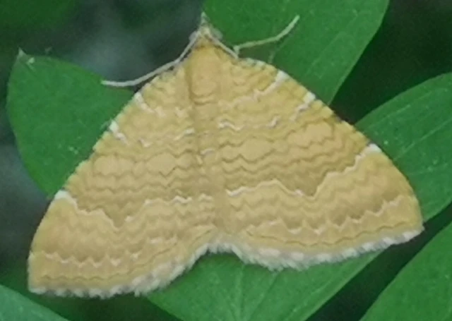 Camptogramma bilineata - kétvonalas sávosaraszoló