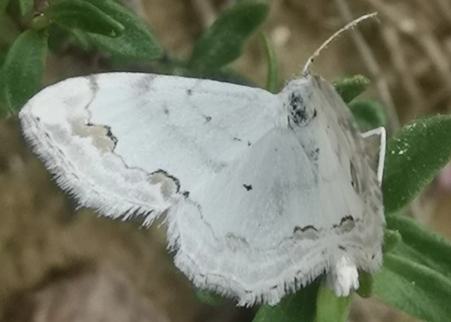 Scopula ornata - díszes fehéraraszoló
