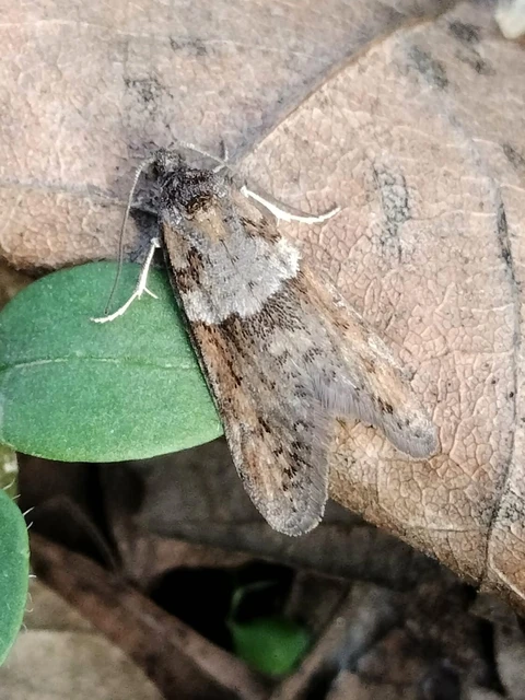 Tortricodes alternella - tavaszi sodrómoly
