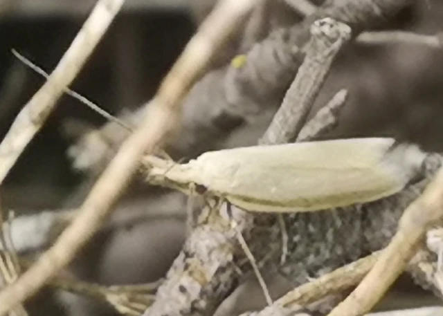 Pleurota