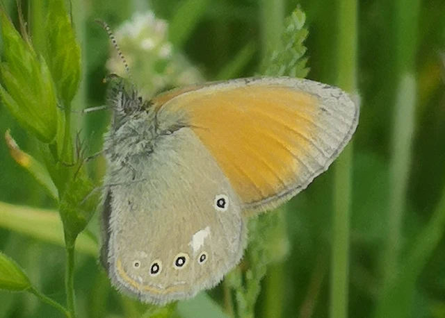 Coenonympha glycerion - közönséges szénalepke