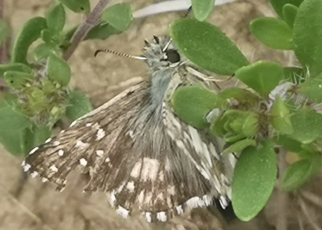 Pyrgus armoricanus - feles busalepke
