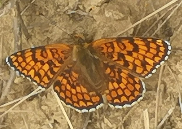 Melitaea phoebe - nagy tarkalepke