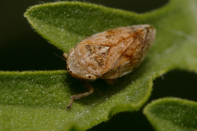 Auchenorrhyncha - Kabócák Auchenorrhyncha - Kabócák