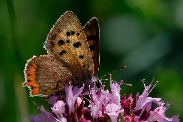 Lycaena phlaeas - közönséges tűzlepke