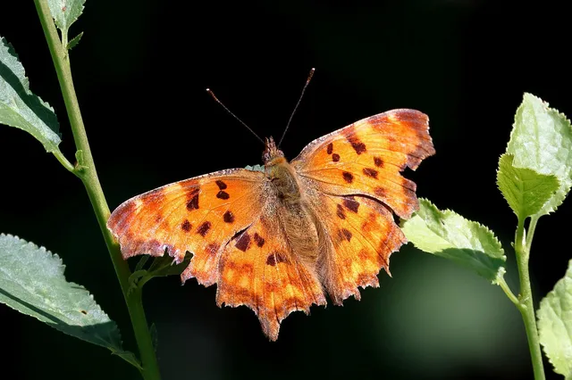 Nymphalis c-album - C-betűs lepke