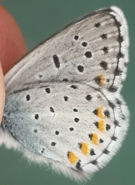 Pseudophilotes schiffermuelleri - apró boglárka