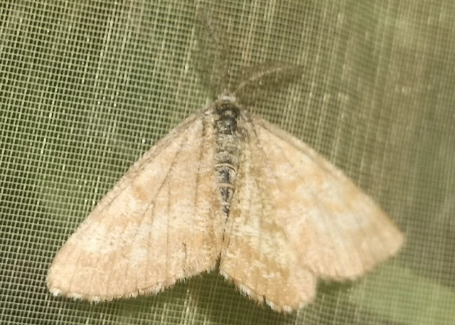 Ematurga atomaria - barna rétiaraszoló