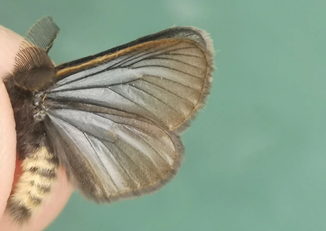 Pentophera morio - réti gyapjaslepke