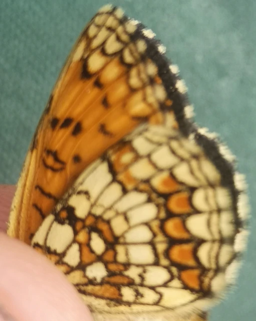 Melitaea athalia - közönséges tarkalepke