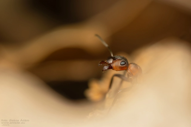 Formica rufa - erdei vöröshangya