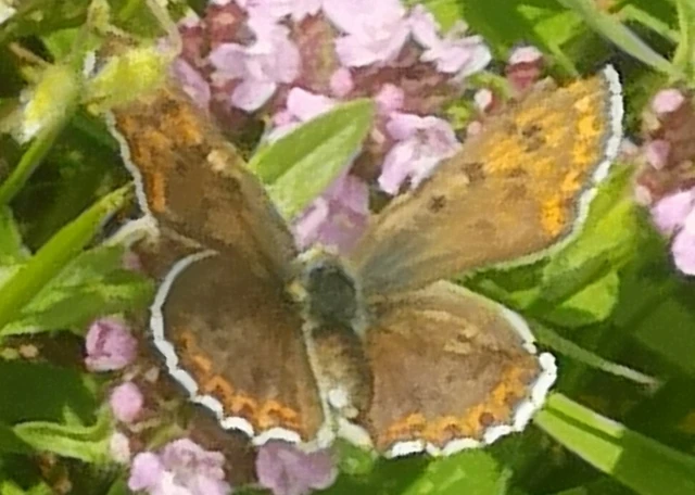 Lycaena tityrus - barna tűzlepke