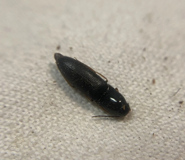 Procraerus tibialis - korhópattanó