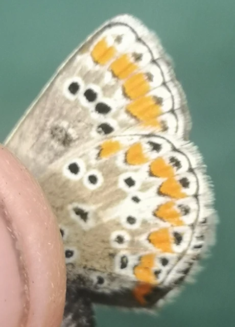 Aricia agestis - szerecsenboglárka