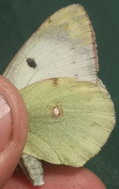 Colias