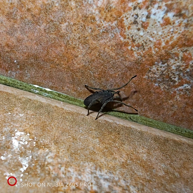 Opiliones - Kaszáspókok