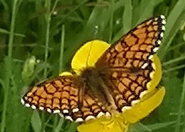 Melitaea athalia - közönséges tarkalepke