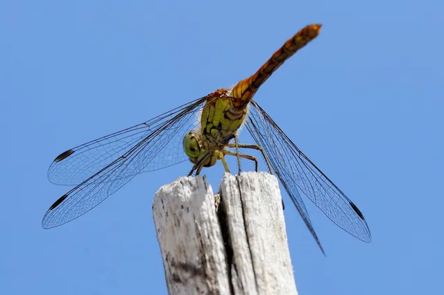 Sympetrum striolatum - harántsávos katona-szitakötő