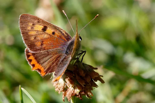 Lycaena phlaeas - közönséges tűzlepke