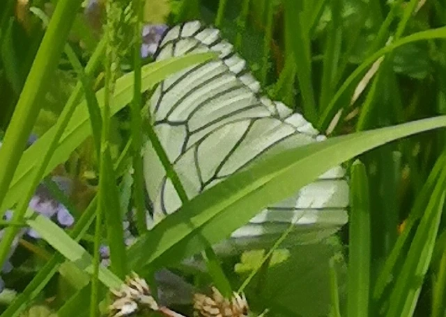 Aporia crataegi - galagonyalepke