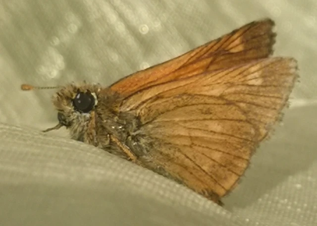 Ochlodes sylvanus - erdei busalepke