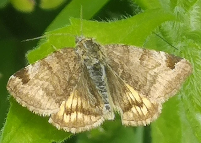 Euclidia glyphica - közönséges nappalibagoly